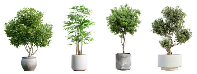 Collection of potted plants with green foliage, perfect as indoor plants or decorative trees on a clean white background.