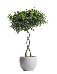 Elegant Potted plant, Ficus Houseplant, a beautiful Indoor plant Greenery for modern home decor and office spaces.