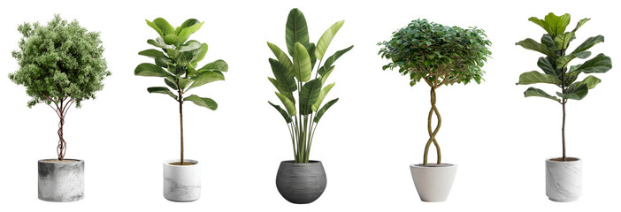  Diverse Collection Potted Plants