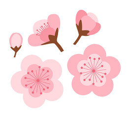 Vector illustration of Cherry blossoms on transparent background