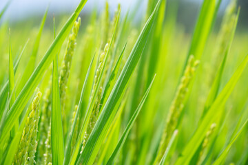 Obraz premium 夏の青い稲穂