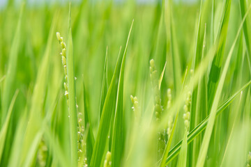 Obraz premium 夏の青い稲穂