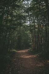 Fototapeta premium Path through a forest with trees on either side