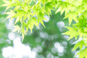 光の中の青モミジ