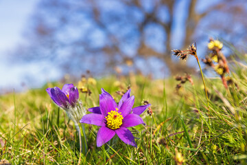 Purple Pasque flowers flowering on a meadow at spring