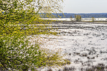 Flooded wetland with a lush green leaves on tree branches at spring
