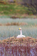 Whooper swan on the nest in a wetland at spring