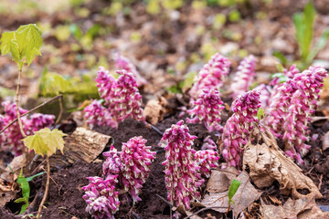 Flowering Toothwort flower in early spring