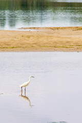Little egret walking in the water by a sand beach
