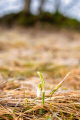 Snowdrop flower with hoarfrost on a grass meadow in early spring