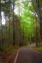 Fototapeta premium Forest path with trees in the summer, beautiful natural way
