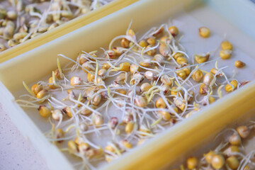Seed quality control and germination test in a laboratory. Real photo