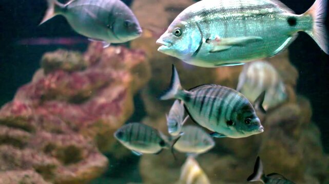 Silver sea bream and sargo fish swimming in aquarium