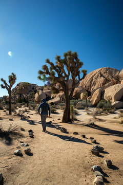 Back of man hiking along desert trail Joshua trees rock formations