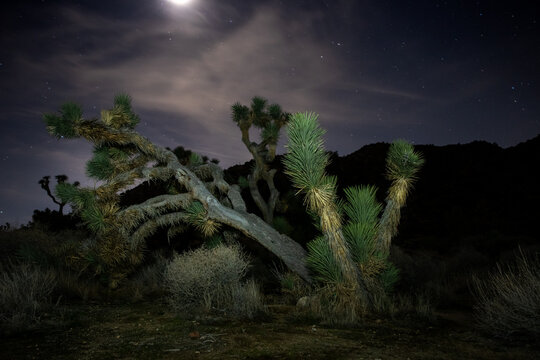 Joshua trees illuminated at night under moonlight and starry sky - Powered by Adobe