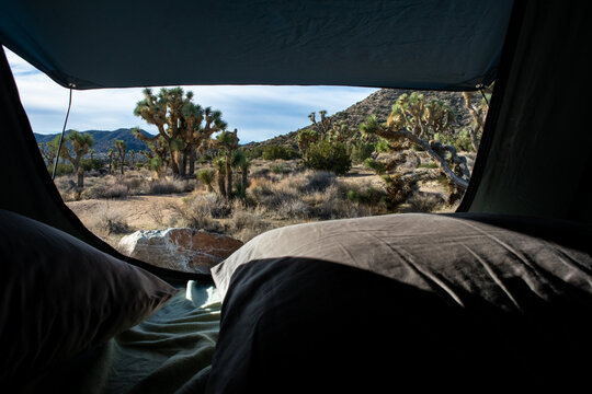 Desert view from inside rooftop tent with pillows, Joshua trees