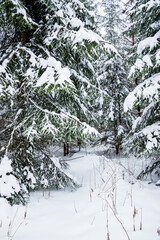 A peaceful trail meanders through a snowy forest with tall evergreen trees draped in white