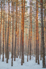 Fototapeta premium Snowy winter cold forest. Sun rays break through tree branches