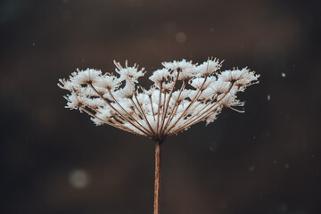 Autumn seed head with blurred background
