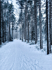 Winter Forest Path in Finland with Pine Trees and Fresh Snow