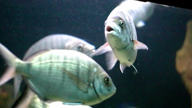 School of oblada melanura swimming in dark water