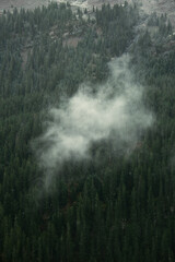 Misty cloud drifting over dense alpine forest