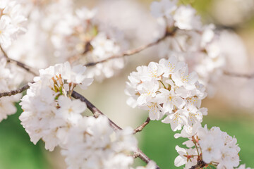Fototapeta premium Macro of white fluffy cherry blossoms on tree branch.