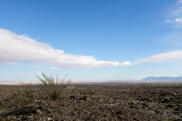 Ocotillo plant in the dry open desert of Anza-Borrego State Park