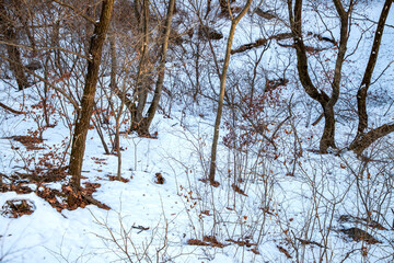 Fototapeta premium 청계산