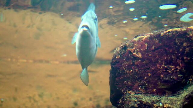 Curious grey triggerfish swimming underwater close up