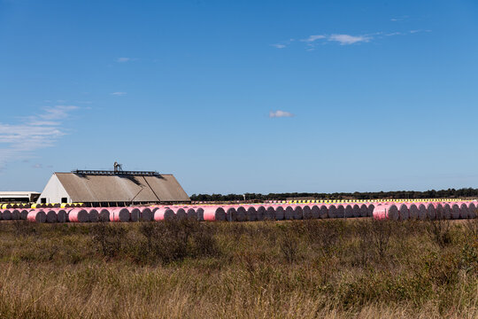 Rows of pink covered cotton bales and farm building with blue sky