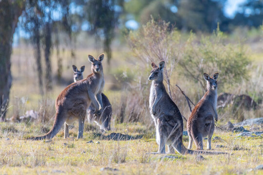 Kangaroos in a paddock in Emmaville, New South Wales