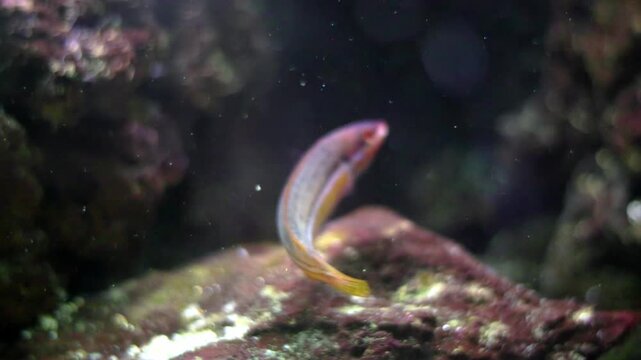 Twospot slender hogfish swimming in a reef aquarium
