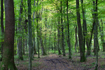 Obraz premium A cozy forest path with clear tire tracks runs through a dense deciduous forest. Tall trees with spreading crowns and trunks covered in green moss create a natural tunnel filled with soft, diffused li