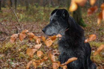 A profile portrait of a large black dog with a graying muzzle, attentively watching something in a deep autumn forest. © Олег Струс