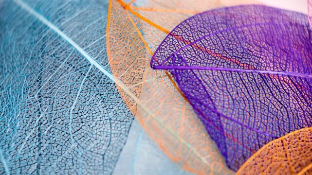 Close up view of processed colorful skeleton see through leaves on white background.