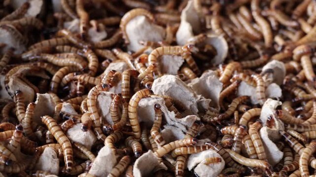 Group of superworm. A scatter of mealworm larvae, used for feeding birds, reptiles or fish,Filming,Stages of the meal worm the life cycle of a mealworm