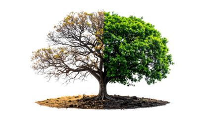 Single tree split vertically: one side lush green, other side dry and leafless, climate change and deforestation concept, strong visual metaphor, isolated on transparent background, PNG