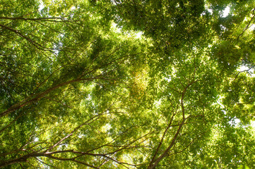 Obraz premium Low angle view of lush green tree canopy with sunlight filtering through leaves in summer