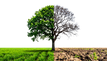 Single tree split vertically: one side lush green, other side dry and leafless, climate change and deforestation concept, strong visual metaphor, isolated on transparent background
