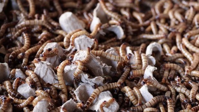 Group of superworm. A scatter of mealworm larvae, used for feeding birds, reptiles or fish,Filming,Stages of the meal worm the life cycle of a mealworm