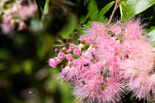 Pink lillipilly flowers with tiny native bees