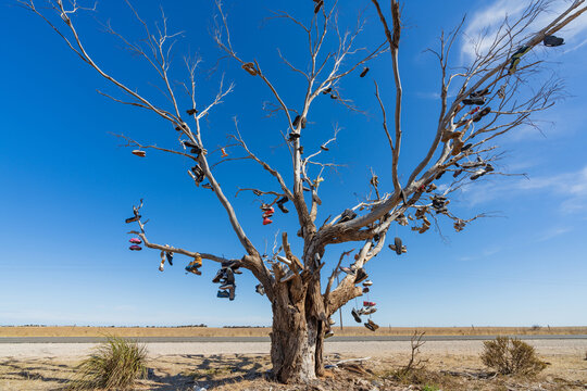 Various types of footwear hanging from a dead tree on a roadside