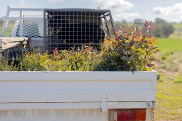 Farm ute with tree seedlings on the back ready to plant out for on farm revegetation efforts