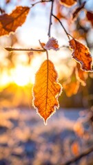 Golden light filters through frosted leaves clinging to branches on a crisp, sunny morning