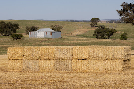 Big squares of barley straw bales stacked in a paddock with a hay shed behind