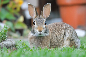 Fototapeta premium Rabbit resting in a grassy backyard garden on a sunny afternoon Generative AI