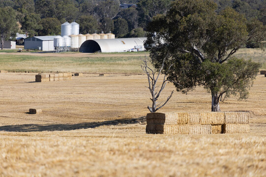 Big squares of barley straw bales stacked in a paddock with silos and sheds in the background