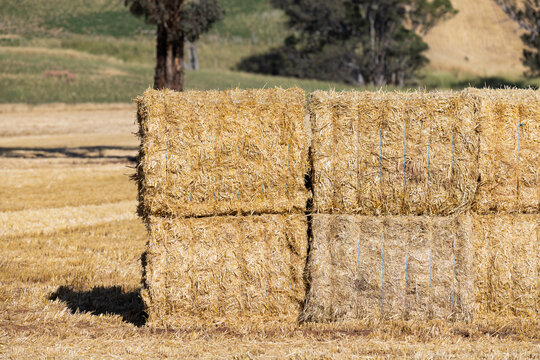 Big squares of barley straw bales stacked in a paddock