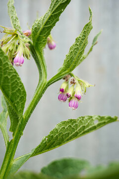 Comfrey in bloom
